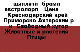 цыплята  брама   австролорп › Цена ­ 60 - Краснодарский край, Приморско-Ахтарский р-н, Свободный хутор Животные и растения » Птицы   